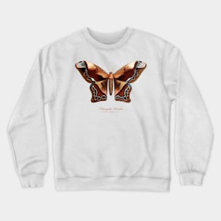 Moth - Giant Silk Moth, Rhescyntis Hercules or Arsenura Sylla Crewneck Sweatshirt